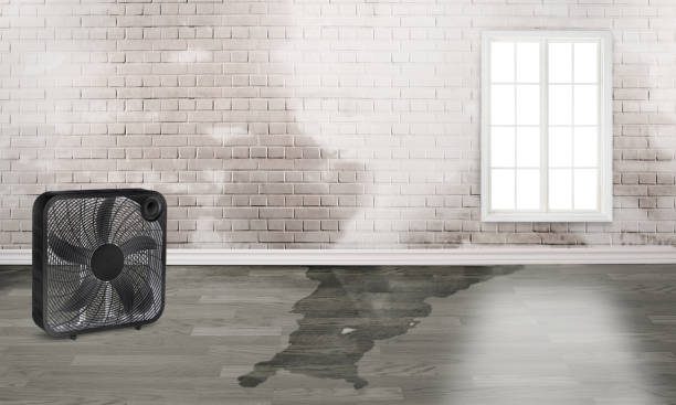 Best Basement water damage restoration  in Cornwells Heights, PA